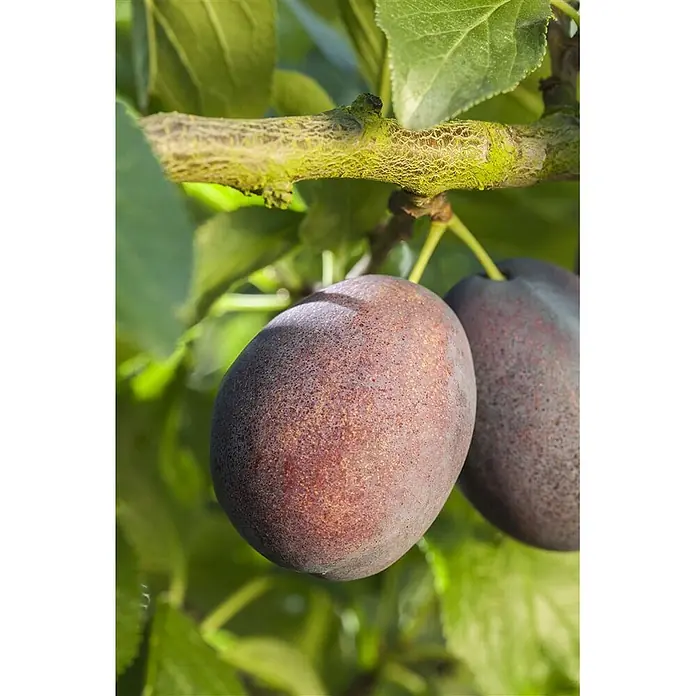 Pflanzen für dich Obstbaum 150-200cm - Prunus domestica 'Graf Althans' - Zwei dunkelrot-violette Pflaumen mit helleren Flecken hängen an einem moosigen grünen Ast zwischen grünen Blättern.