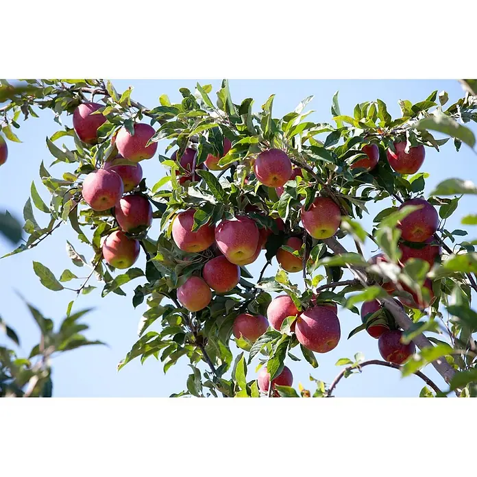 Pflanzen für dich Obstbaum 150-200cm - Malus domestica 'Gloster 69' - Reife rote Äpfel hängen an einem Ast vor blauem Himmel.