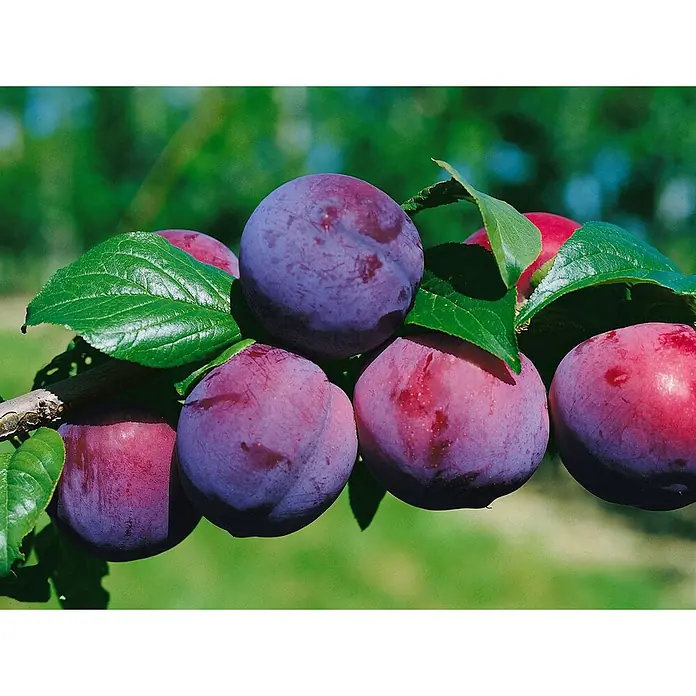 Pflanzen für dich Obstbaum 150-200cm - Prunus domestica 'Graf Althans' - Reife lila und rötliche Pflaumen an einem belaubten Ast.