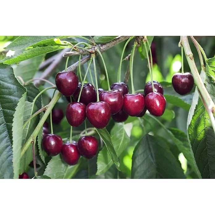 Pflanzen für dich Obstbaum 150-200cm - Prunus avium 'Kordia' - Reife, dunkelrote Kirschen hängen in Trauben von einem Ast zwischen grünen Blättern.