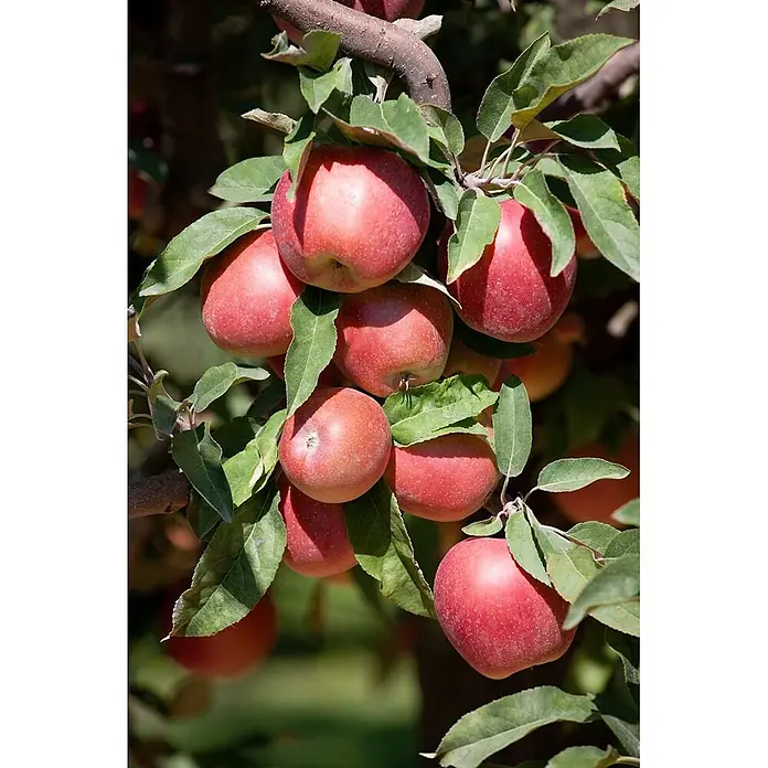 Pflanzen für dich Obstbaum 150-200cm - Malus domestica 'Gloster 69' - Reife rote Äpfel mit grünen Blättern und braunen Ästen hängen dicht an einem Apfelbaum.