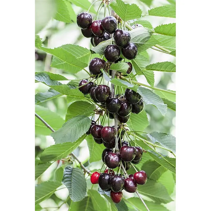 Pflanzen für dich Obstbaum 150-200cm - Prunus avium 'Kordia' - Dunkelrote Kirschen hängen in Trauben an einem belaubten Ast.