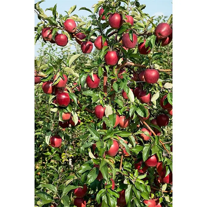 Pflanzen für dich Obstbaum 150-200cm - Malus domestica 'Gloster 69' - Zahlreiche reife rote Äpfel hängen dicht an einem grünblättrigen Apfelbaumast.