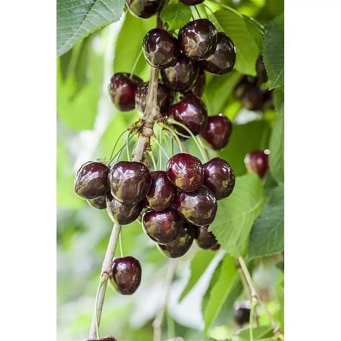 Pflanzen für dich Obstbaum 150-200cm - Prunus avium 'Kordia' - Glänzende, dunkelrote Kirschen reifen in Büscheln an einem belaubten Ast.