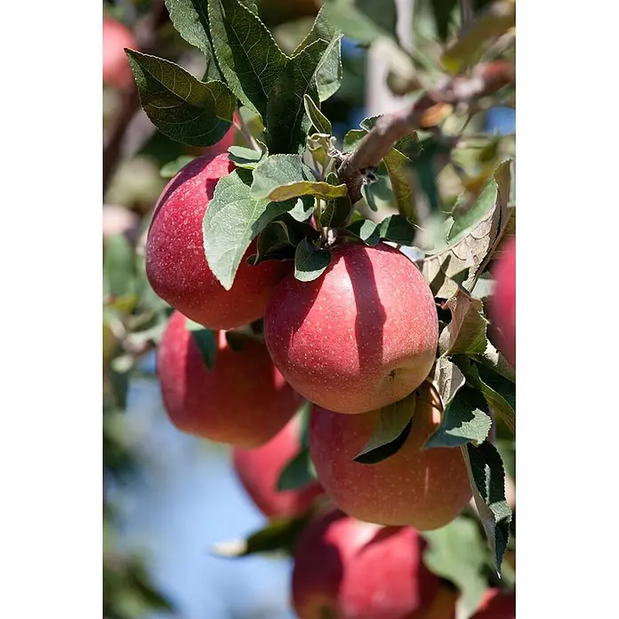 Pflanzen für dich Obstbaum 150-200cm - Malus domestica 'Gloster 69' - Reife rote Äpfel hängen an einem Ast mit grünen Blättern.