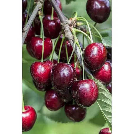 Pflanzen für dich  Obstbaum 150-200cm