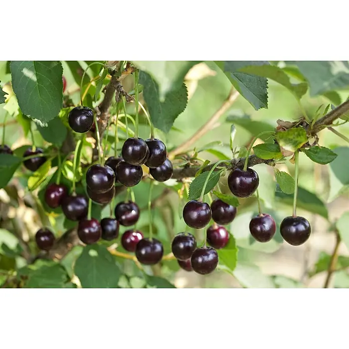 Pflanzen für dich Obstbaum 40 cm - Prunus cerasus 'Morellenfeuer' - Dunkelrote, reife Kirschen hängen an einem Ast mit grünen Blättern.