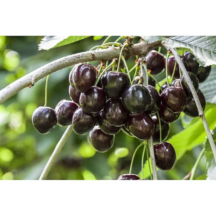 Pflanzen für dich Obstbaum 150-200cm - Prunus avium 'Kordia' - Reife, dunkelrote Kirschen hängen in Trauben an einem grünblättrigen Ast.