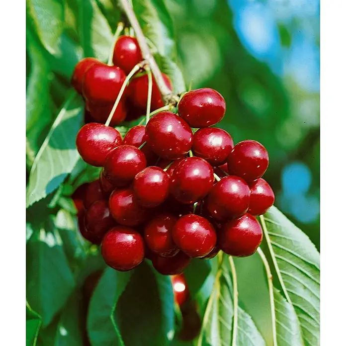 Pflanzen für dich Obstbaum 150-200cm - Prunus avium 'Sunburst' - Rote, glänzende Kirschen hängen in Trauben an einem belaubten Ast, erntereif.