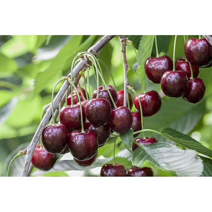 Pflanzen für dich Obstbaum 150-200cm - Prunus avium 'Sunburst' - Trauben dunkelroter Kirschen hängen an einem braunen Ast.