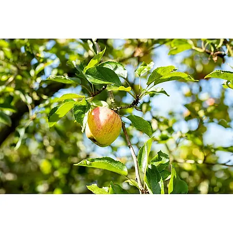 Pflanzen für dich  Obstbaum 40 cm