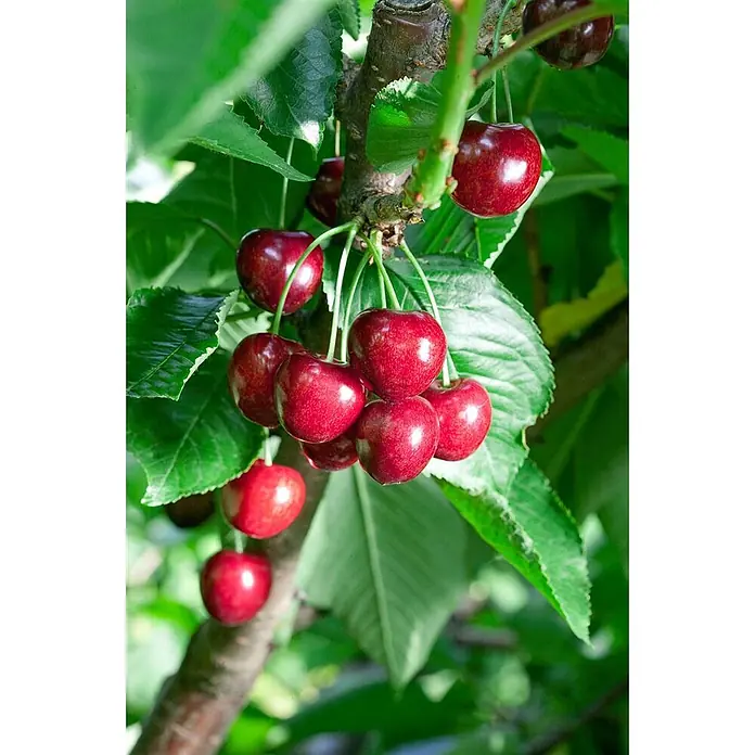Pflanzen für dich Obstbaum 150-200cm - Prunus avium 'Summit' - Reife rote Kirschen hängen reichlich an einem Ast.