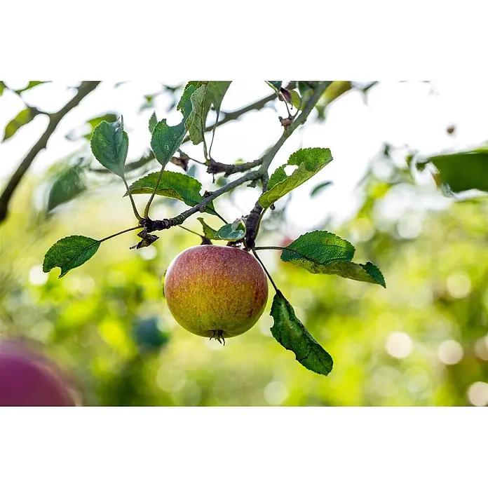 Pflanzen für dich Obstbaum 150-200cm - Malus domestica 'Cox Orange Renette' - Ein reifender, rot-gelber Apfel hängt an einem Ast, umgeben von grünen Blättern.