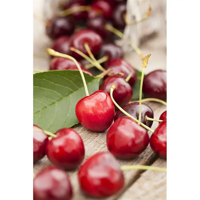 Pflanzen für dich Obstbaum 150-200cm - Prunus avium 'Summit' - Leuchtend rote Kirschen mit Stielen und einem grünen Blatt, auf einer rustikalen Holzfläche verstreut.