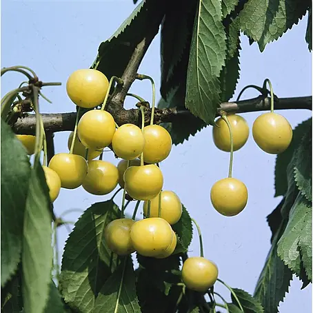 Pflanzen für dich  Obstbaum 150-200cm
