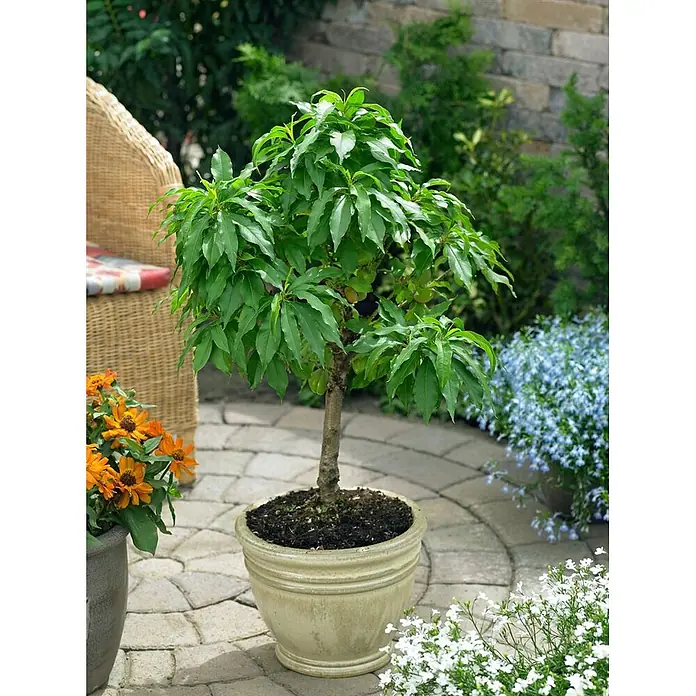 Pflanzen für dich Obstbaum 60cm - Prunus persica var. nucipersica - Ein Zwergobstbaum mit grünen Blättern und kleinen Früchten in einem hellen Keramiktopf auf einer Terrasse.