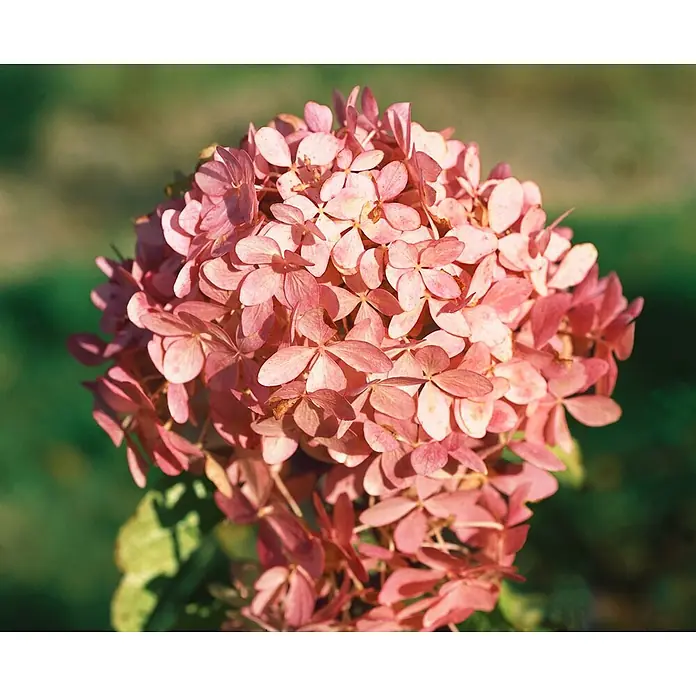 Pflanzen für dich Rispen-Hortensie 60-80 cm - Hydrangea paniculata 'Phantom', Weiß - Eine Ansammlung zarter pinkfarbener Hortensienblüten mit kleinen Blütenblättern, die blühen.