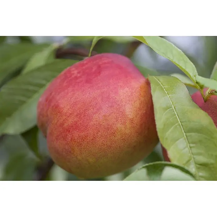 Pflanzen für dich Obstbaum 60cm - Prunus persica var. nucipersica - Reife rot-gelbe Nektarine hängt an einem Ast.