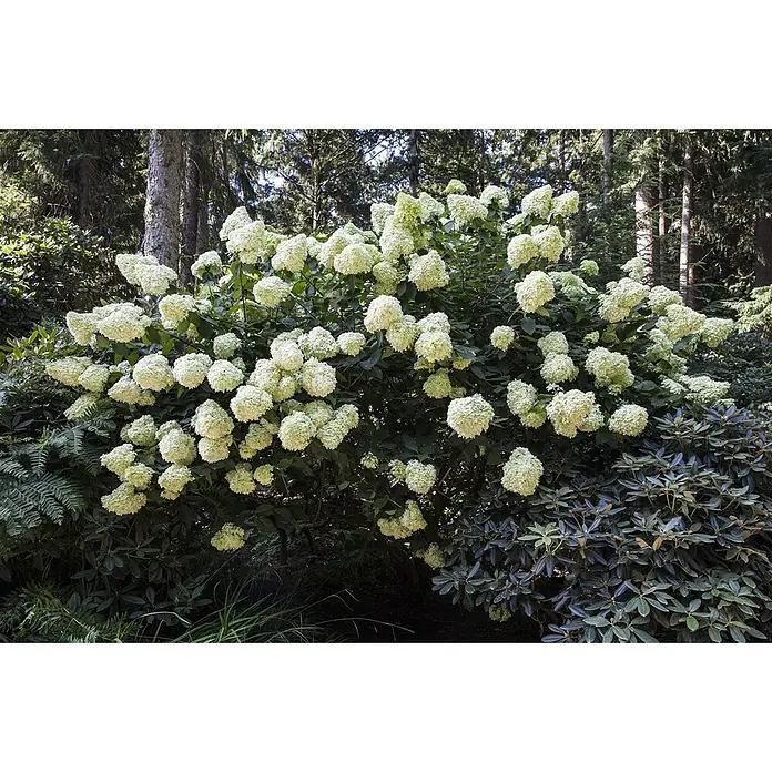 Pflanzen für dich Rispen-Hortensie 60-80 cm - Hydrangea paniculata 'Phantom', Weiß - Ein großer, üppiger Hortensienbusch mit vielen hellgrünen und weißen runden Blütenständen in einem schattigen Garten.