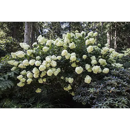 Pflanzen für dich  Rispen-Hortensie 40-60 cm