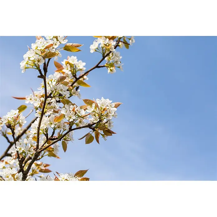 Pflanzen für dich Obstbaum 150-200cm - Pyrus pyrifolia 'Kumoi' - Zweige mit weißen Blüten und jungen braunen Blättern vor klarem blauem Himmel.
