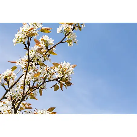 Pflanzen für dich  Obstbaum 150-200cm