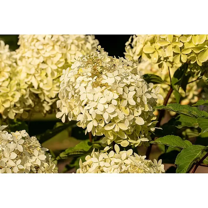 Pflanzen für dich Rispen-Hortensie 60-80 cm - Hydrangea paniculata 'Phantom', Weiß - Nahaufnahme von weißen und hellgrünen Hortensienblüten in voller Blüte, mit frischen grünen Blättern und Wassertropfen.