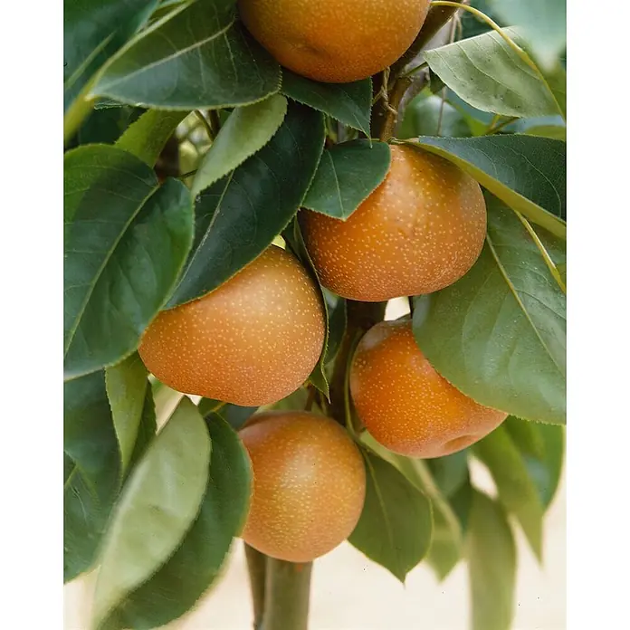 Pflanzen für dich Obstbaum 150-200cm - Pyrus pyrifolia 'Kumoi' - Goldbraune Nashi-Birnen mit Sprenkeln wachsen an einem Ast, umgeben von grünen Blättern.
