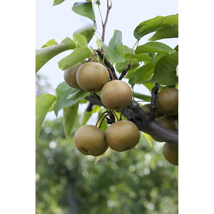 Pflanzen für dich Obstbaum 150-200cm - Pyrus pyrifolia 'Kumoi' - Mehrere runde, gesprenkelte grünlich-braune Nashi-Birnen hängen reif an einem belaubten Ast.