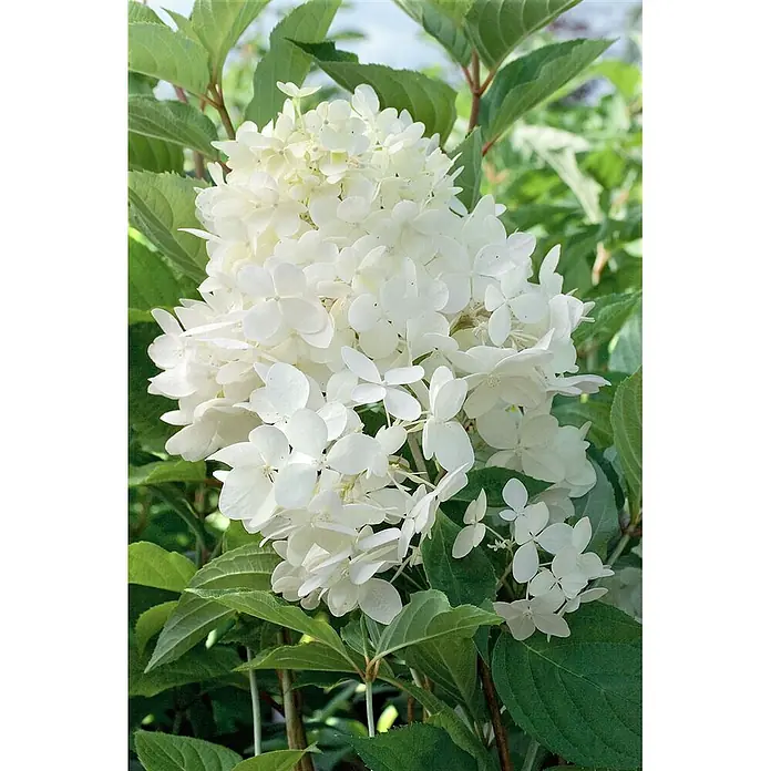 Pflanzen für dich Rispen-Hortensie 60-80 cm - Hydrangea paniculata 'Phantom', Weiß - Große Traube weißer Hortensienblüten mit grünen Blättern.