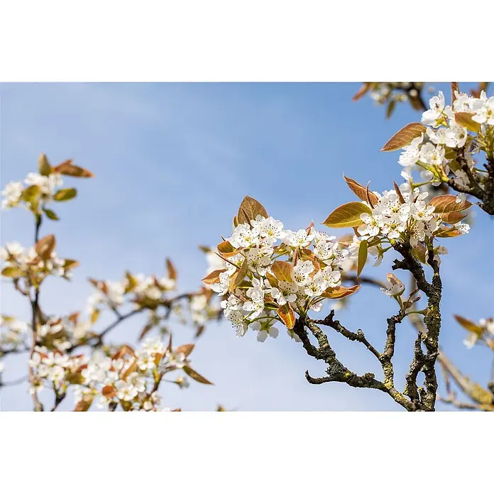 Pflanzen für dich Obstbaum 150-200cm - Pyrus pyrifolia 'Kumoi' - Weiße Blüten mit braunen Blättern an einem Ast vor blauem Himmel.