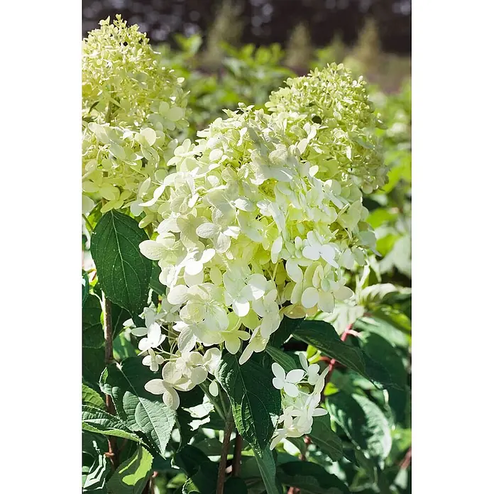 Pflanzen für dich Rispen-Hortensie 60-80 cm - Hydrangea paniculata 'Phantom', Weiß - Nahaufnahme einer lebhaften Rispenhortensie mit großen Büscheln grünlich-weißer Blüten und dunkelgrünen Blättern.