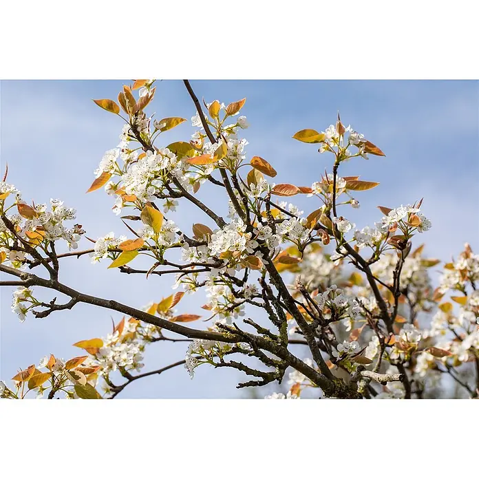 Pflanzen für dich Obstbaum 150-200cm - Pyrus pyrifolia 'Kumoi' - Nahaufnahme von Baumzweigen mit zarten weißen Blüten und jungen gelb-braunen Blättern vor blauem Himmel.