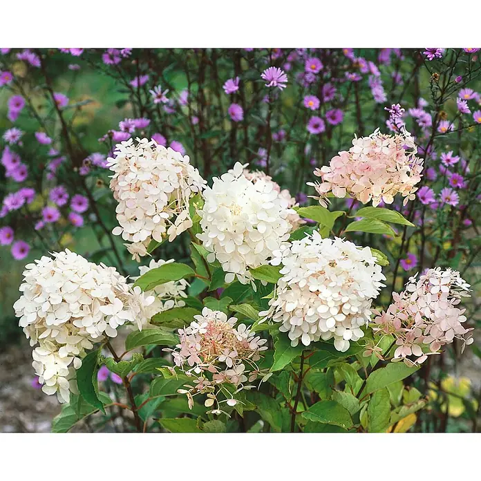 Pflanzen für dich Rispen-Hortensie 60-80 cm - Hydrangea paniculata 'Phantom', Weiß - Büschel weißer und blassrosa Hortensienblüten in voller Blüte, mit unscharfen violetten Blüten im Hintergrund.