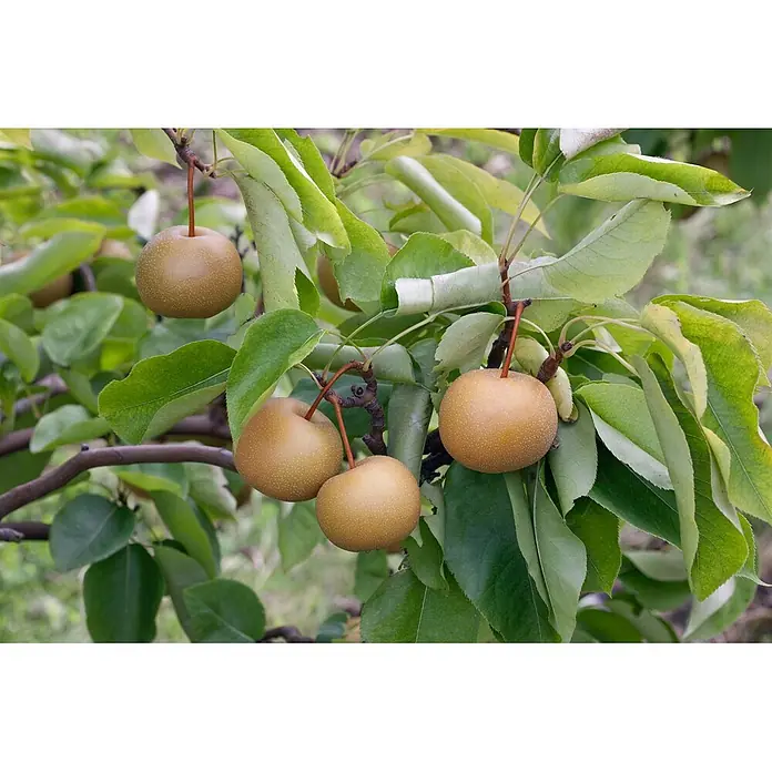 Pflanzen für dich Obstbaum 150-200cm - Pyrus pyrifolia 'Kumoi' - Mehrere runde, goldbraune Nashi-Birnen mit gesprenkelter Schale hängen an einem Ast zwischen grünen Blättern.