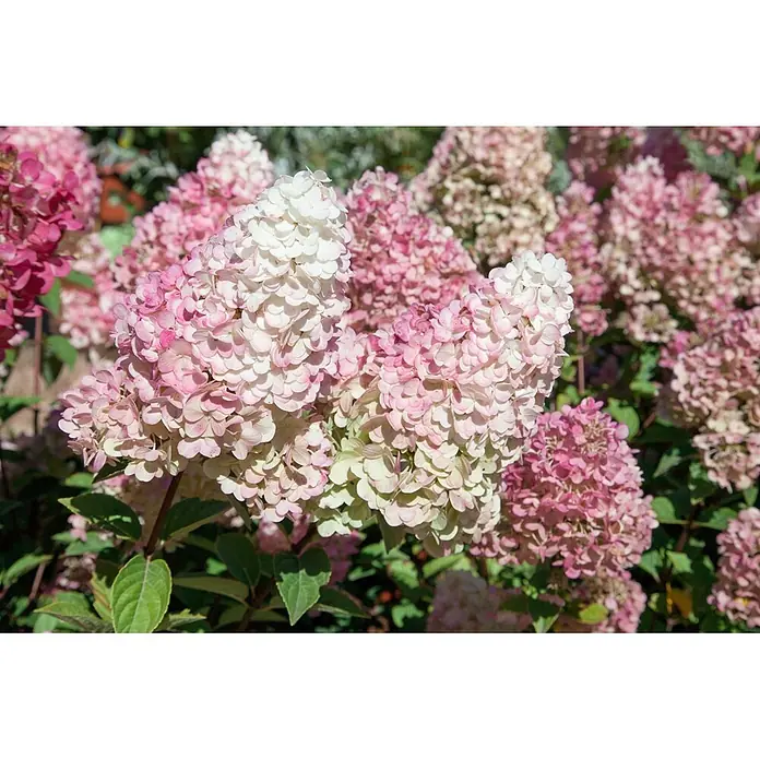 Pflanzen für dich Rispen-Hortensie 60-80 cm - Hydrangea paniculata 'Sundae Fraise', Rosa - Nahaufnahme von rosa und weißen Hortensienblüten in kegelförmigen Dolden, leuchtend blühend im Garten.