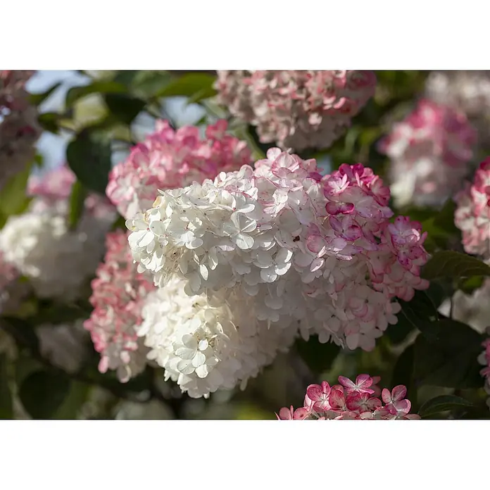 Pflanzen für dich Rispen-Hortensie 60-80 cm - Hydrangea paniculata 'Sundae Fraise', Rosa - Weiße und rosa blühende Hortensienblüten.