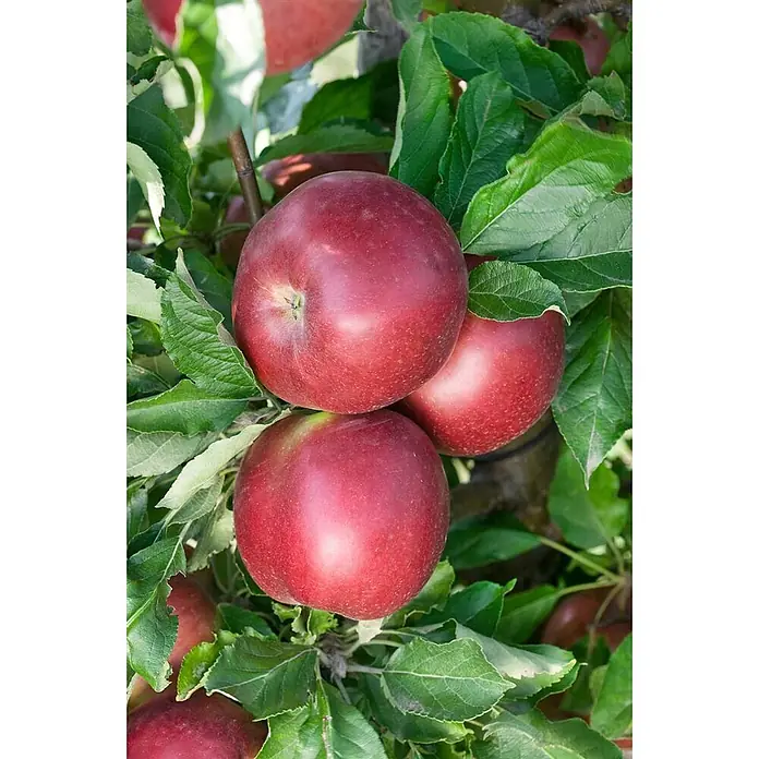 Pflanzen für dich Obstbaum 150-200cm - Malus 'Idared' - Drei leuchtend rote Äpfel hängen an einem Ast, umgeben von sattgrünen Blättern.