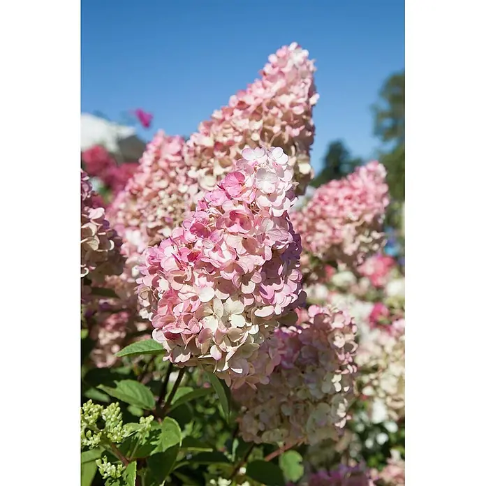 Pflanzen für dich Rispen-Hortensie 60-80 cm - Hydrangea paniculata 'Sundae Fraise', Rosa - Nahaufnahme von konischen rosa-weißen Hortensienblüten an einem Strauch unter blauem Himmel.