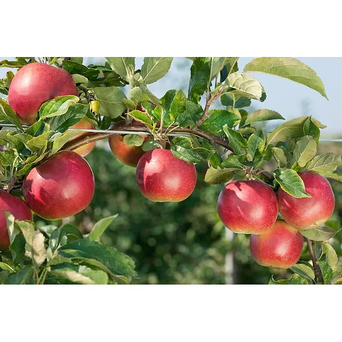 Pflanzen für dich Obstbaum 150-200cm - Malus 'Idared' - Helle rote Äpfel hängen reif an einem Ast, umgeben von grünen Blättern.
