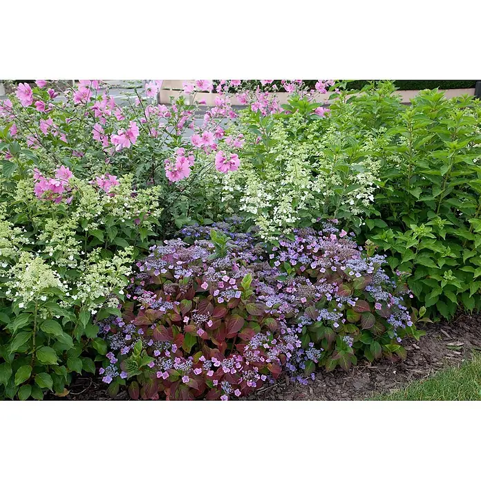 Pflanzen für dich Rispen-Hortensie 100-125 cm - Hydrangea paniculata 'Kyushu', Weiß - Gestaffeltes Gartenbeet mit rosa Malven, weißen Rispenhortensien und lila Tellerhortensien.