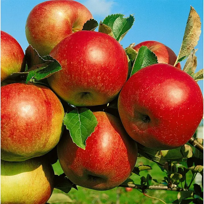 Pflanzen für dich Obstbaum 150-200cm - Malus 'Idared' - Leuchtend rote Äpfel mit grünen Blättern, natürlich an einem Ast wachsend.