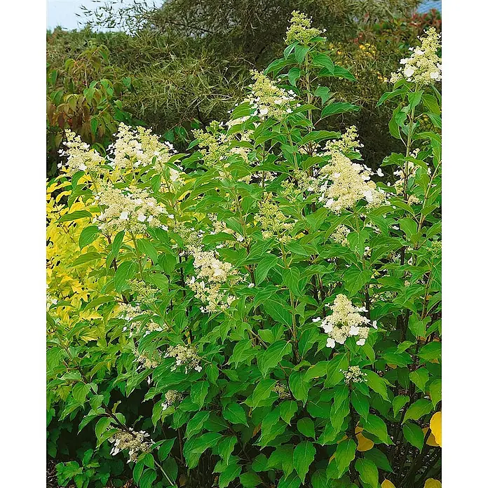 Pflanzen für dich Rispen-Hortensie 100-125 cm - Hydrangea paniculata 'Kyushu', Weiß - Grünblättriger Strauch mit zahlreichen Rispen kleiner weißer Blüten, gedeiht in einer Gartenumgebung.