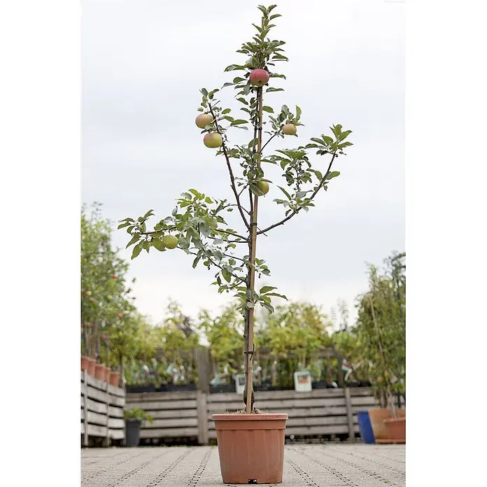 Pflanzen für dich Obstbaum 150-200cm - Malus 'Idared' - Apfelbaum im Topf mit grünen und roten Äpfeln in einem braunen Topf, stehend in einer Baumschule im Freien.