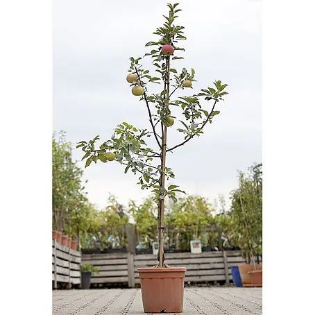 Pflanzen für dich  Obstbaum 150-200cm
