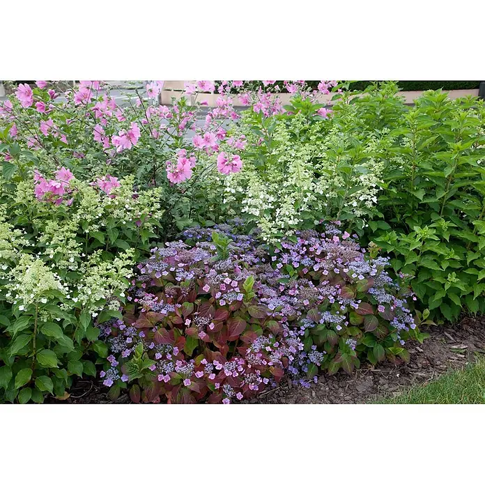 Pflanzen für dich Rispen-Hortensie 100-125 cm - Hydrangea paniculata 'Kyushu', Weiß - Ein lebhaftes Blumenbeet mit rosa Malven, weißen Rispenhortensien und lila Tellerhortensien mit rötlichem Laub.