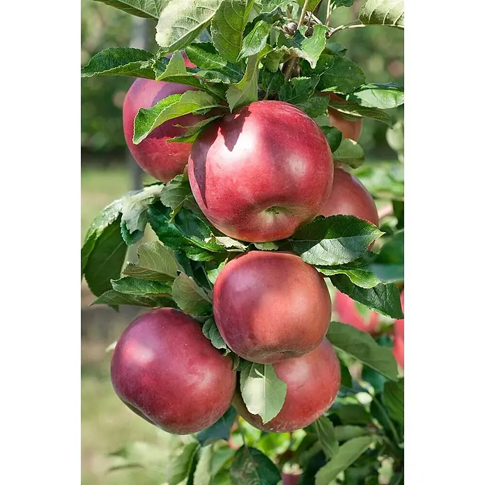 Pflanzen für dich Obstbaum 150-200cm - Malus 'Idared' - Reife rote Äpfel hängen in Büscheln an einem grünblättrigen Apfelbaumast, erntereif.