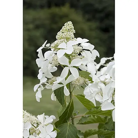 Pflanzen für dich  Rispen-Hortensie 40-60 cm