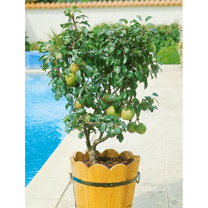 Pflanzen für dich Obstbaum 60cm - Pyrus communis - Kleiner Birnbaum in einem geschwungenen Holztopf mit grünen Birnen, steht an einem blauen Pool.