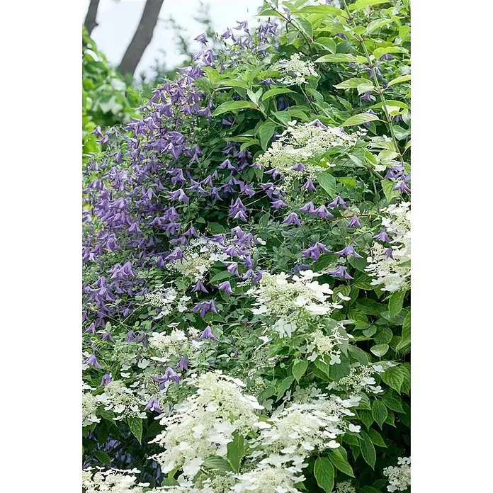 Pflanzen für dich Rispen-Hortensie 60-80 cm - Hydrangea paniculata 'Early Sensation', Weiß - Lila glockenförmige Clematisblüten verflechten sich mit weißen, flachen Hortensienblüten in einer lebendigen Gartenpracht.